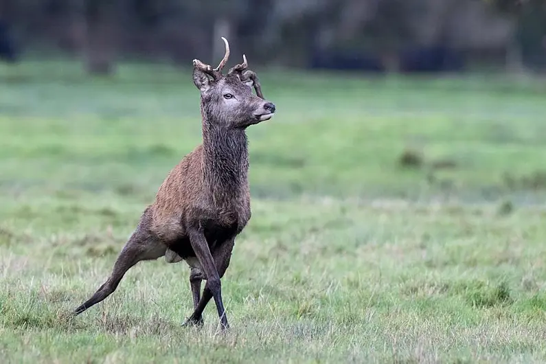 More than 100 deer culled in Killarney National Park in 2020
