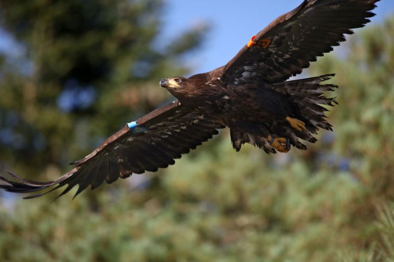 2021 a challenging year for white-tailed eagles