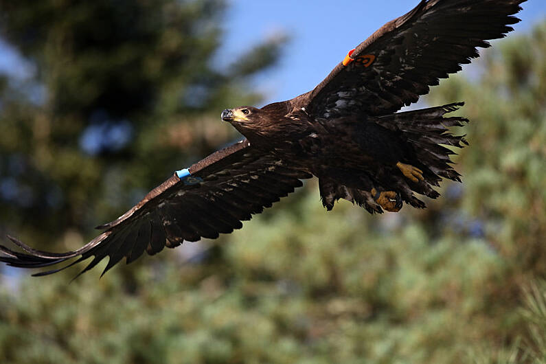 2021 a challenging year for white-tailed eagles