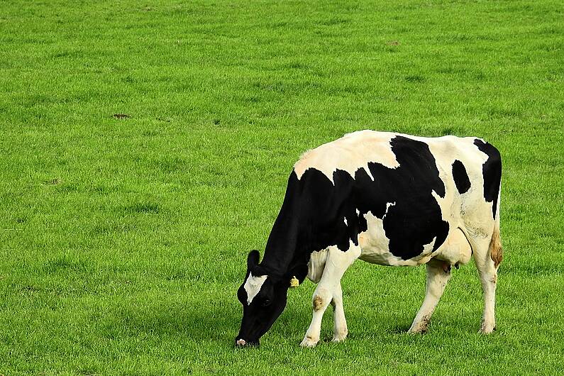 Castleisland farmer wins national award