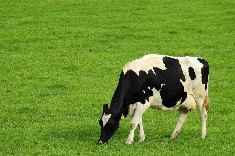 Almost &euro;130 million drop in revenue predicted for Kerry dairy farmers
