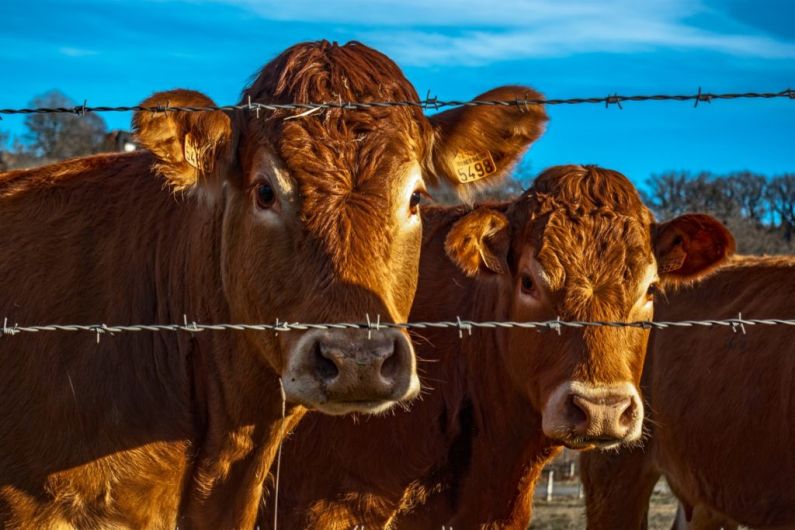 Call for department to stop sending forms to Kerry farmers regarding their TB status