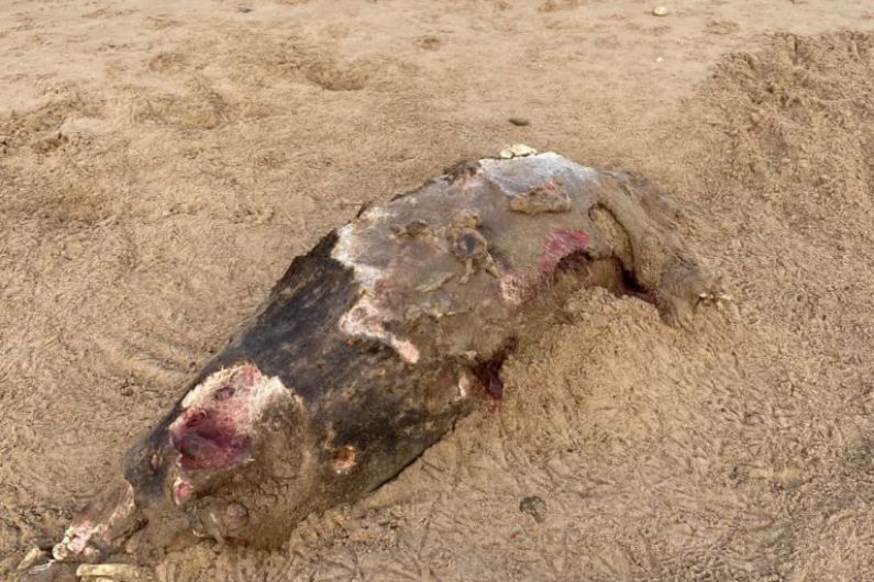 NPWS investigating dead seals found on Banna