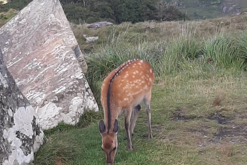 Licences to cull over 1,000 deer in Kerry issued over past three years