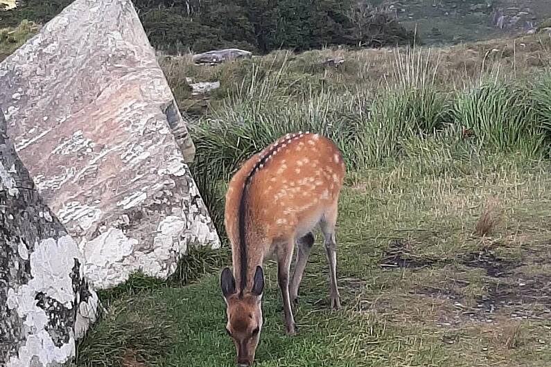 Licences to cull over 1,000 deer in Kerry issued over past three years