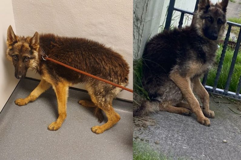 Tralee gardaí appeal for information about seized pup that’s suspected of being stolen