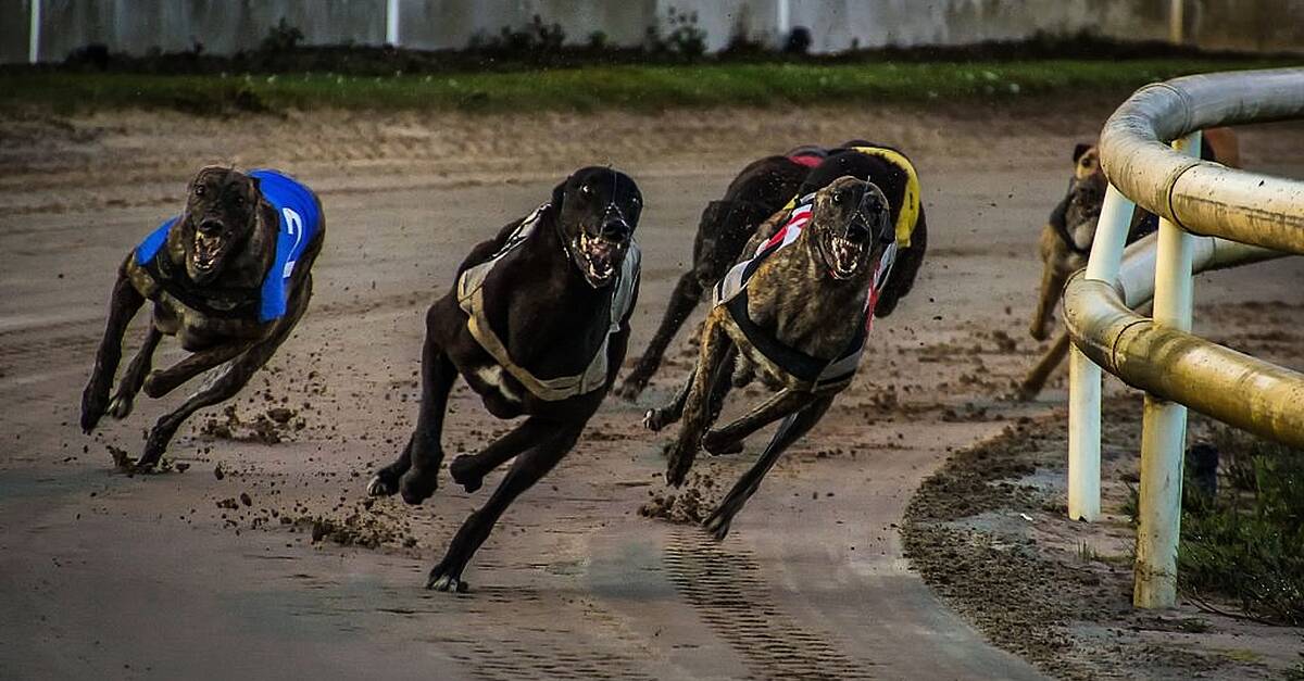 Shelbourne dog racing sales tonight