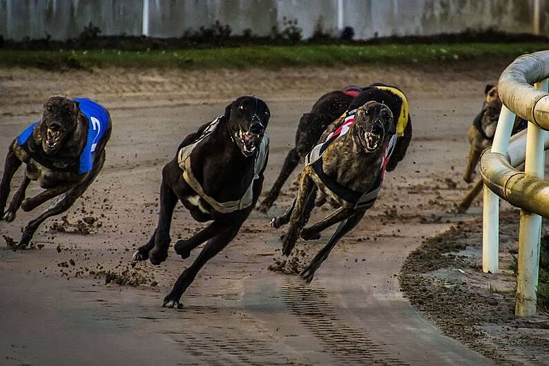 Kerry Dogs Narrowly Miss Out On Greyhound Derby Honours