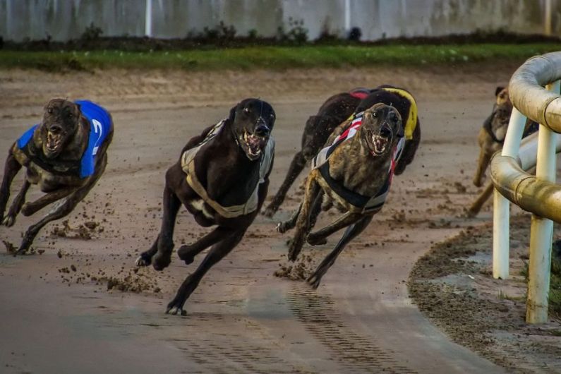 Kerry Dogs Racing In Tralee, Shelbourne Park &amp; Curraheen Park