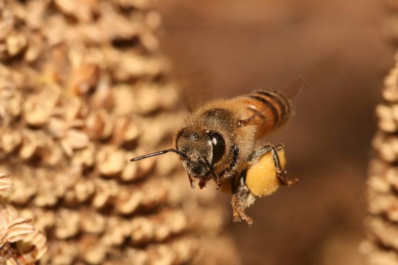 Kerry bees under threat from importation of non-native species