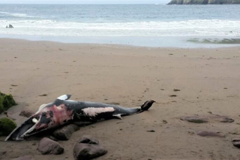 More cetaceans stranded in Kerry than any other county in first two months of 2021