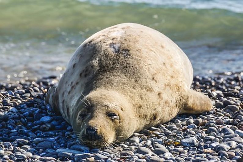 Government criticised over scheme to shoot seals from boats