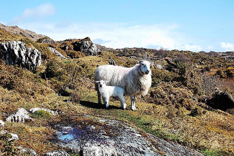 Garda&iacute; investigating dog attack near Coss Strand on St Stephen's Day