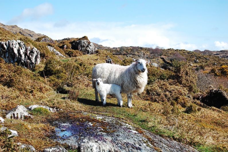 Sheep and goat farmers in Kerry to receive census forms for their animals