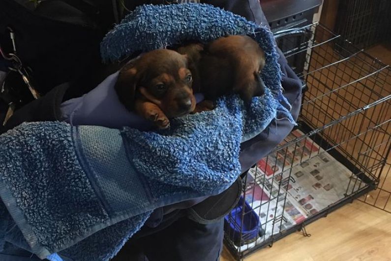 32 dogs, believed to be stolen, found in Dublin