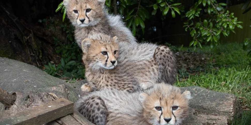 Three Northern cheetah Cubs Bo...