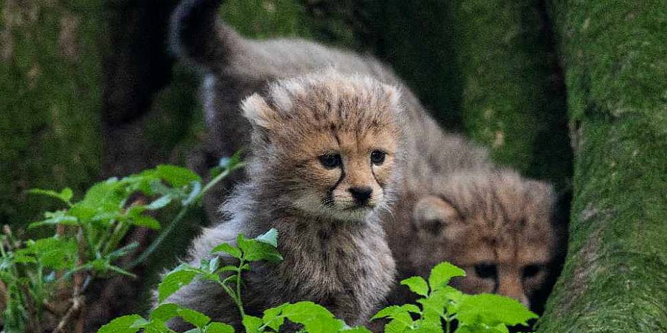 Fota Wildlife Park To Share €1...