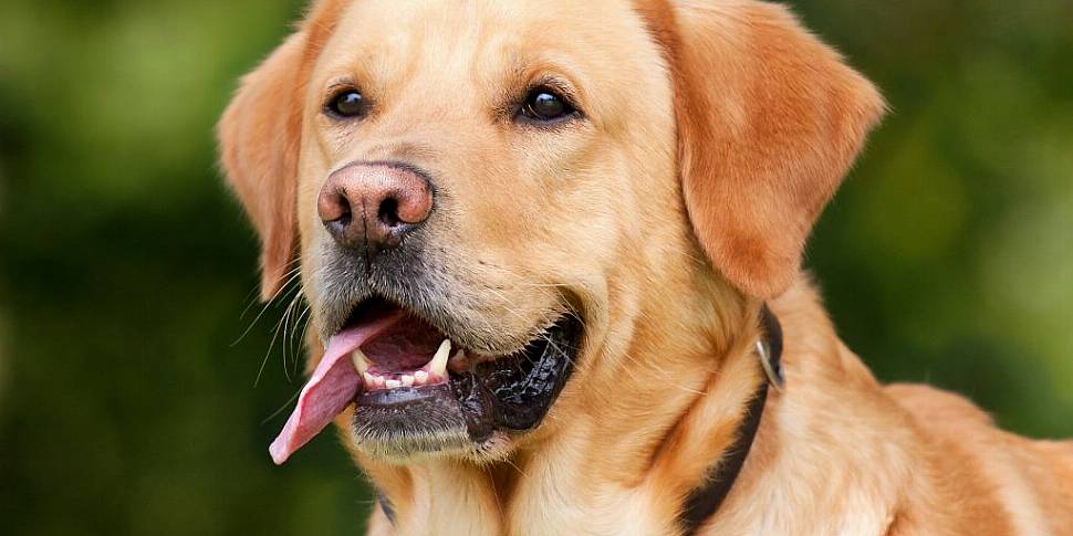 Irish Guide Dogs for the Blind...