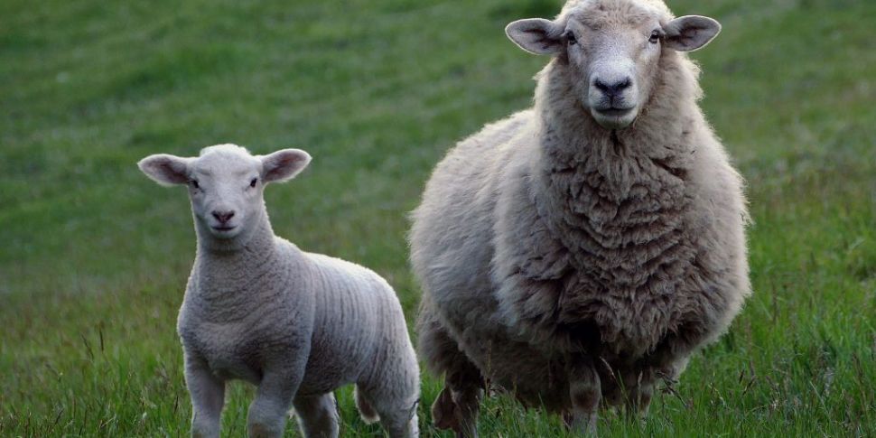 16 sheep have been killed in a...