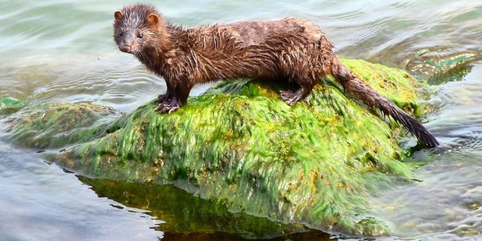 All minks on farms in Ireland...