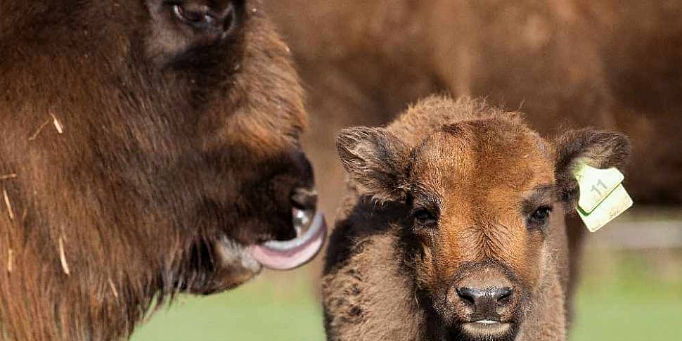 A baby bison has been born at...