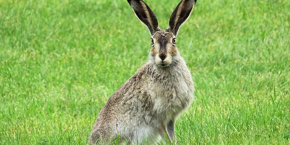 Motion to ban hare coursing in...