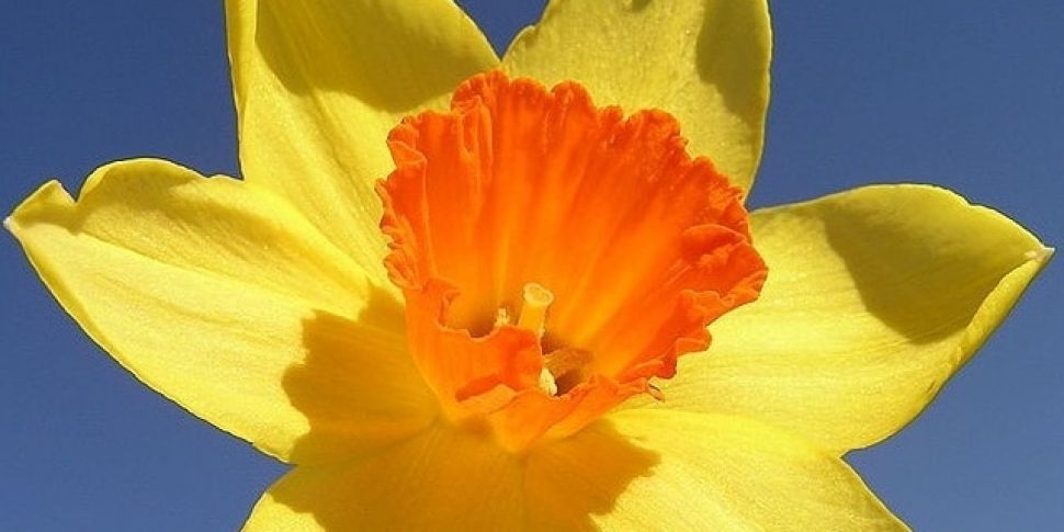 Daffodil Day takes place today