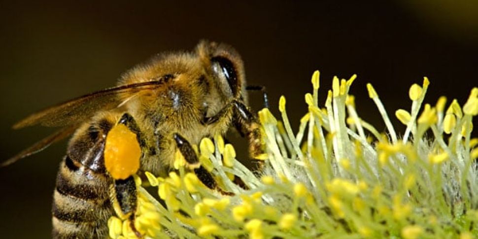 Thousands of bees introduced a...
