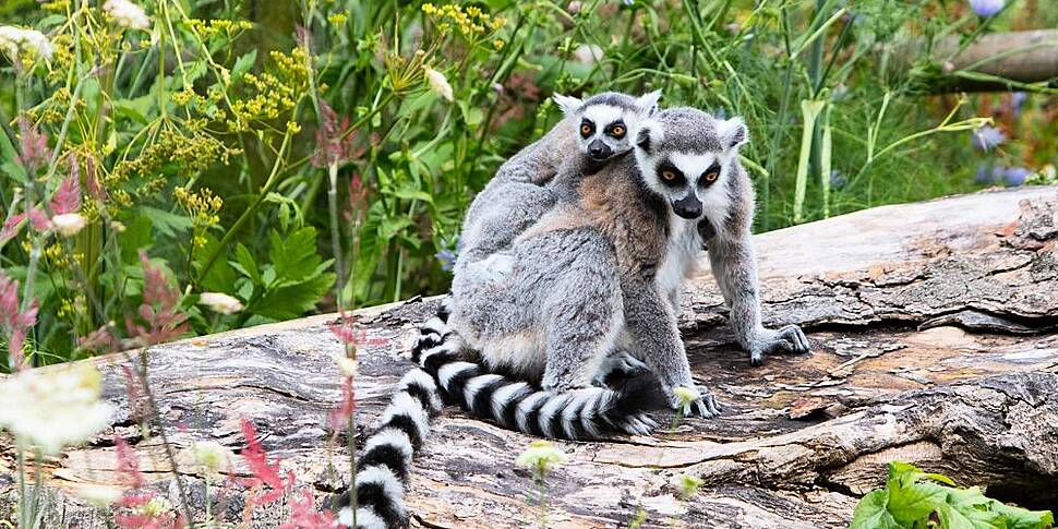 Lemurs born in Fota for the fi...