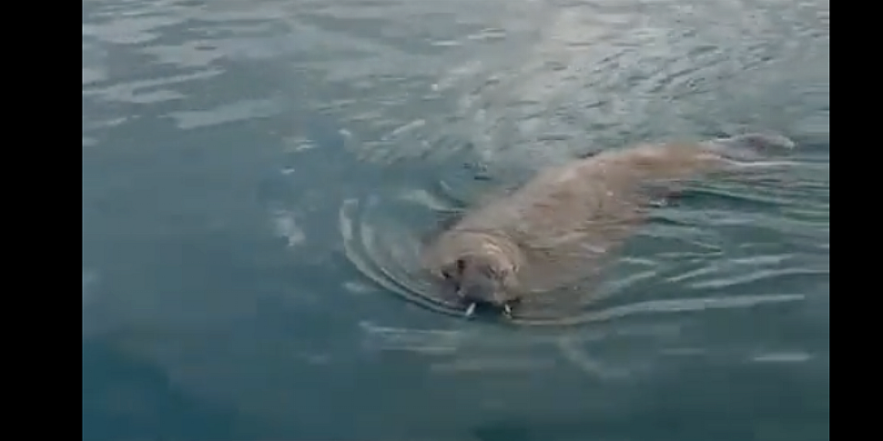 Wally the walrus spotted in Co...