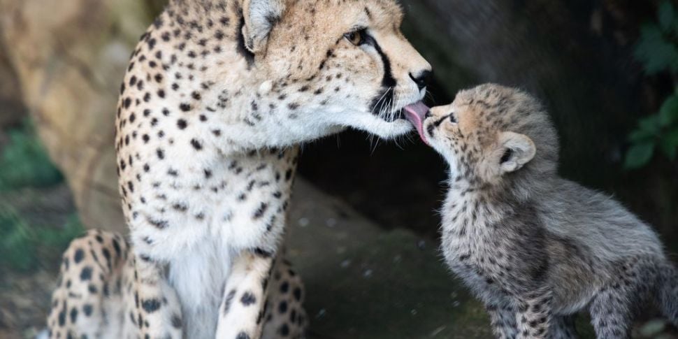 Five new cheetah cubs born at...