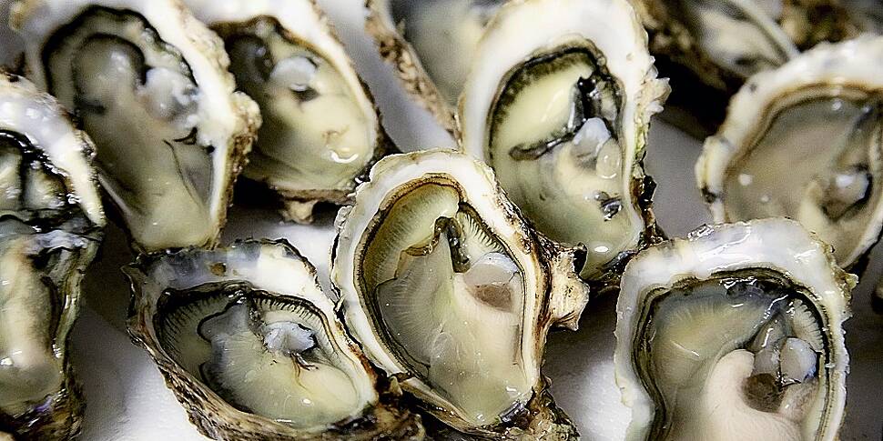 Proposed oyster farm for Ring...