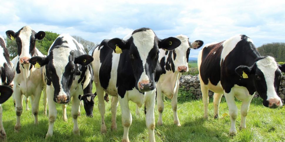 Cork dairy farmer says they're...
