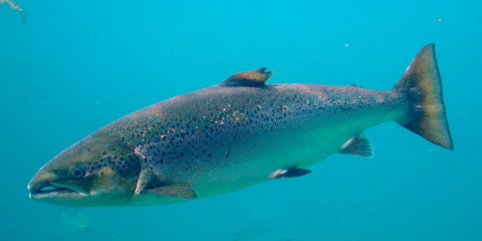 80,000 salmon wiped out in Wes...