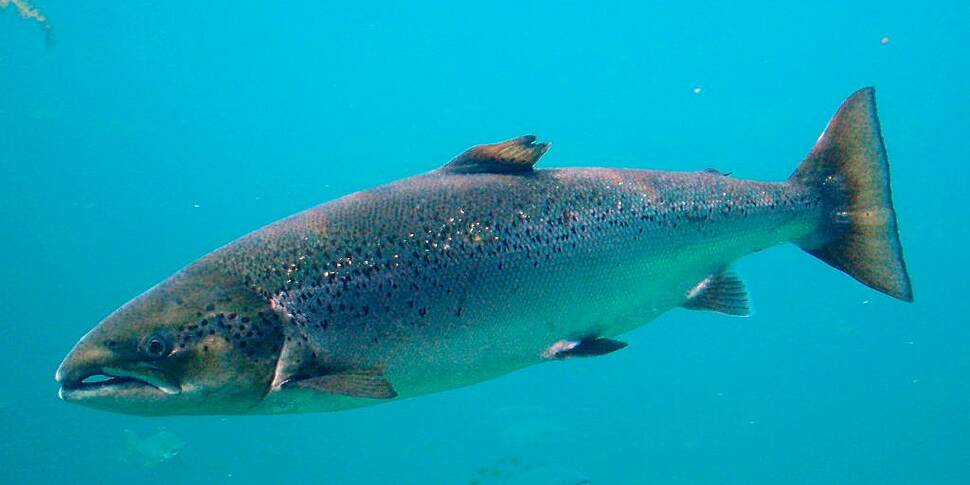 80,000 salmon wiped out in Wes...