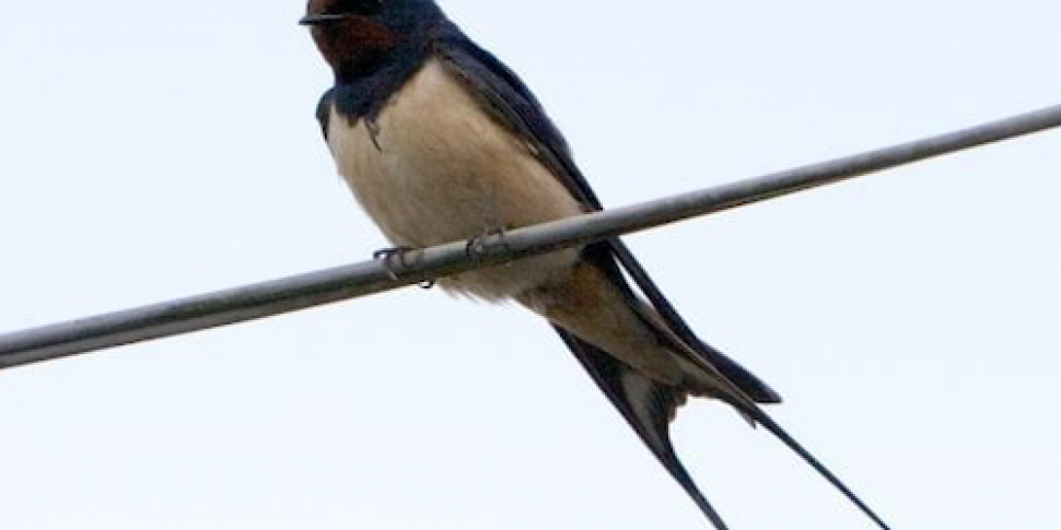 Swallows Beginning To Stay In...
