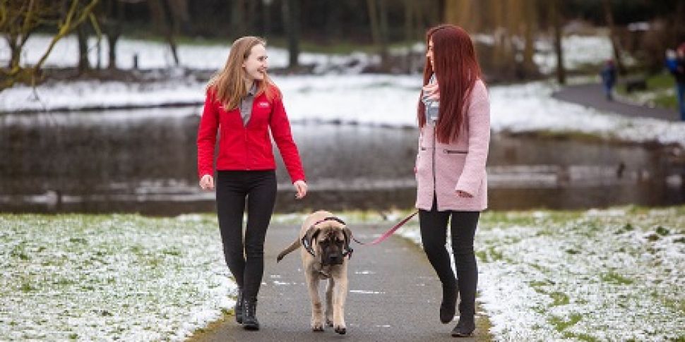 Pet owners urged to keep pets...