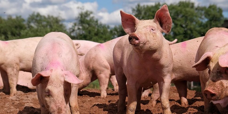 Pig farmers to receive emergen...