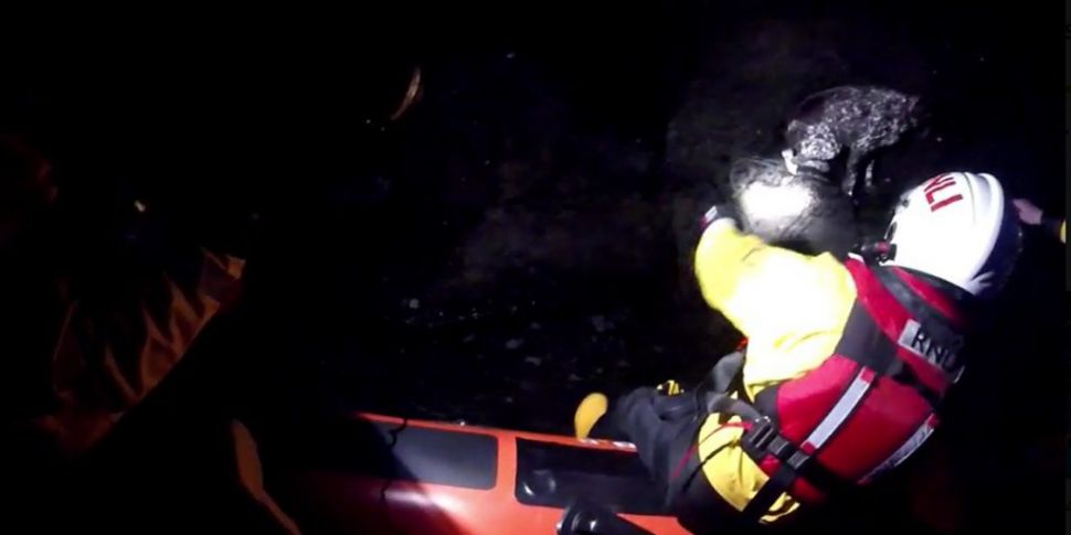 Youghal RNLI rescues Pointer d...