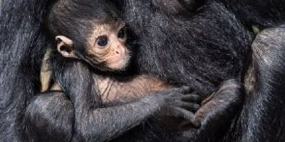 Endangered breed of monkey bor...