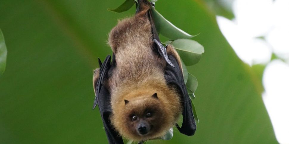 93 baby bats discovered in roo...