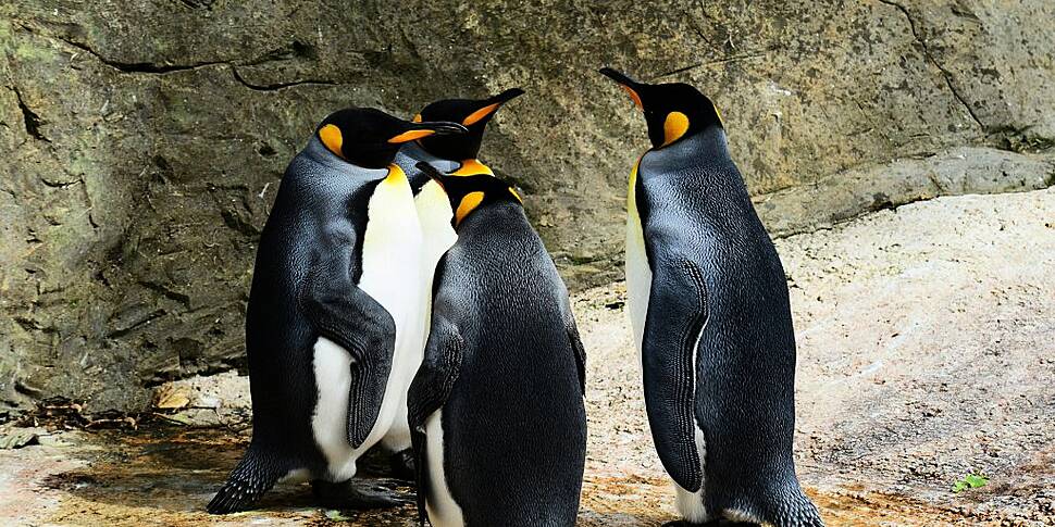 UK: Oldest penguin in Edinburg...