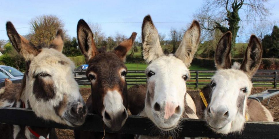 Donkey Sanctuary hoping for Co...