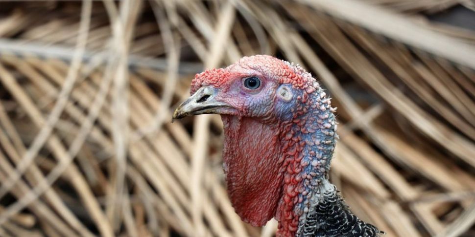 Outbreak of bird flu in turkey...