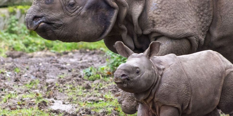 Indian rhino born in Fota Wild...