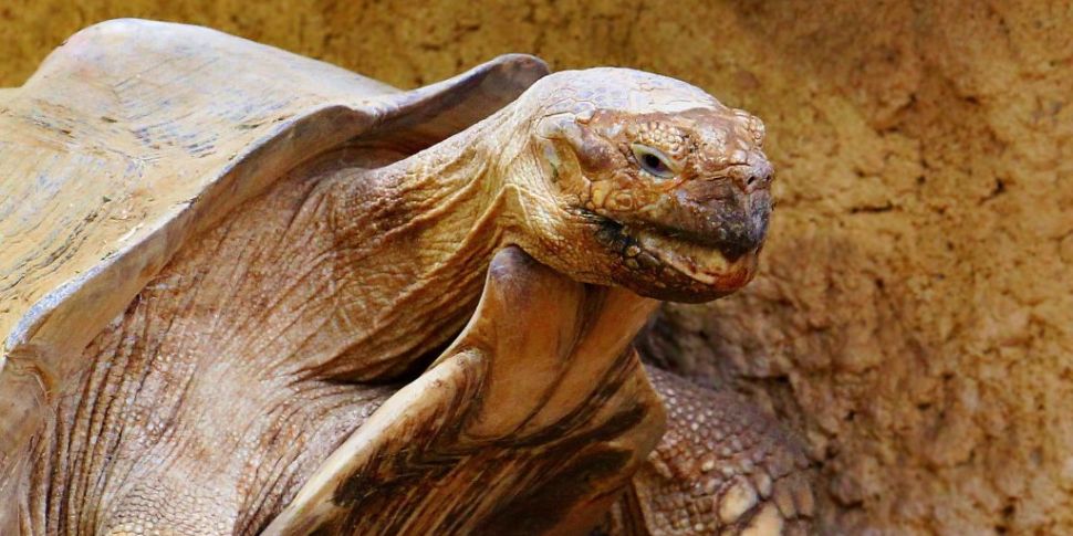 World's oldest Tortoise turns...