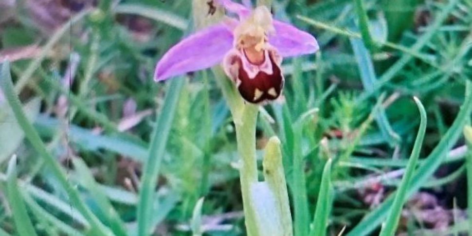 Midleton’s Bee Orchid On The M...