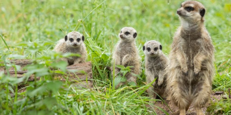 Three Meerkat babies born at F...