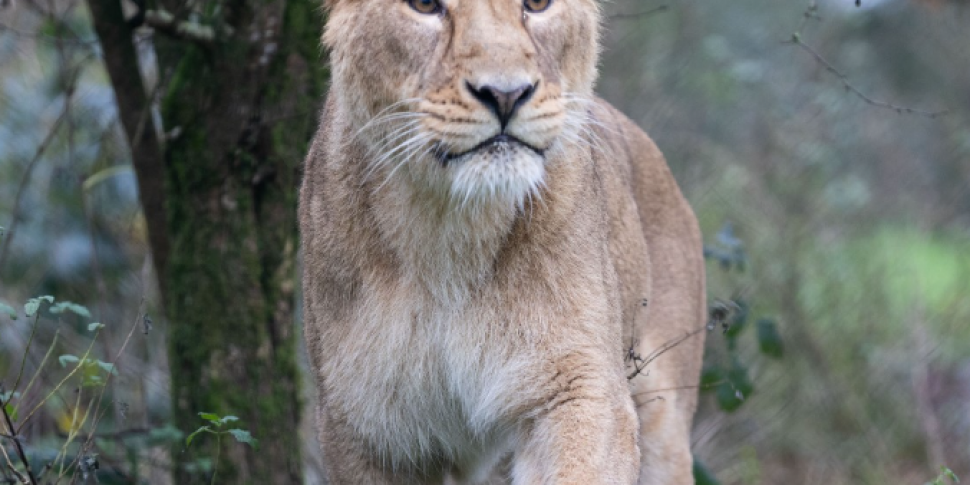 Endangered lioness returns to...