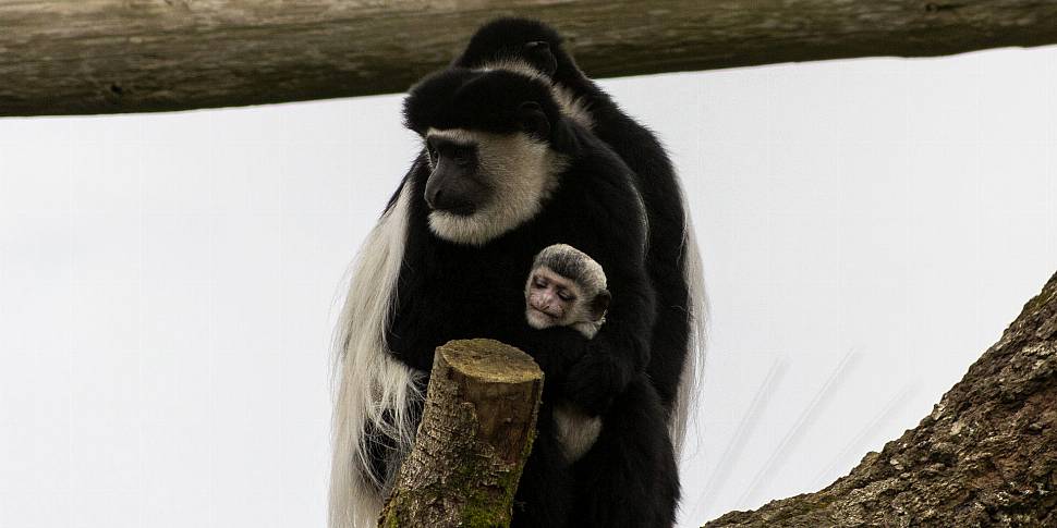 New Addition to Fota Wildlife...